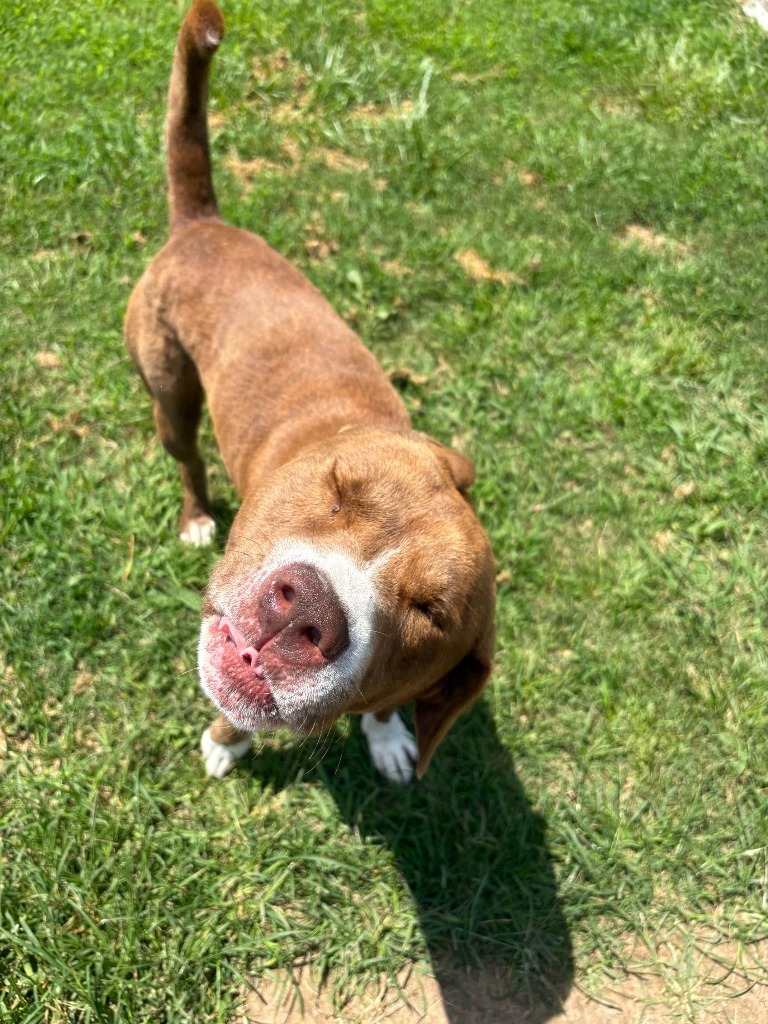 Astarion- Adoptable Awaiting S/N