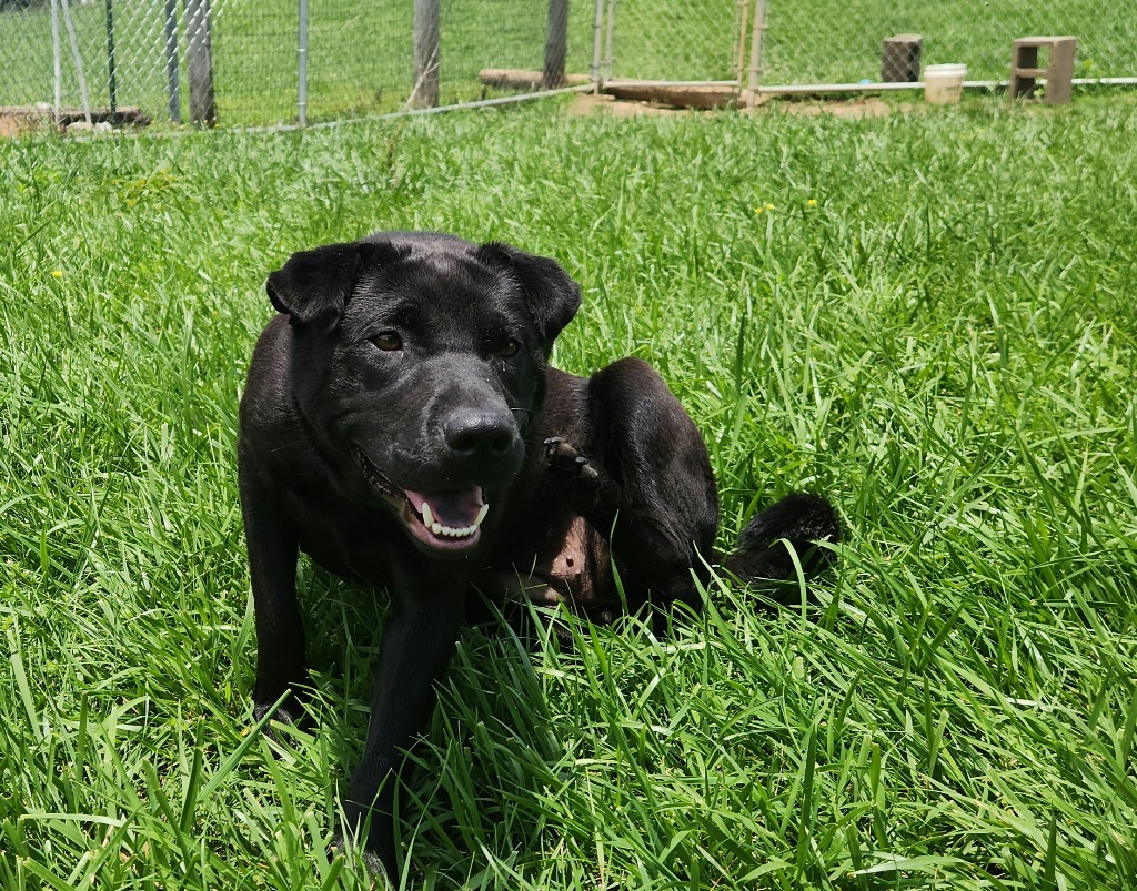 Spaghetti-Adoptable Awaiting S/N