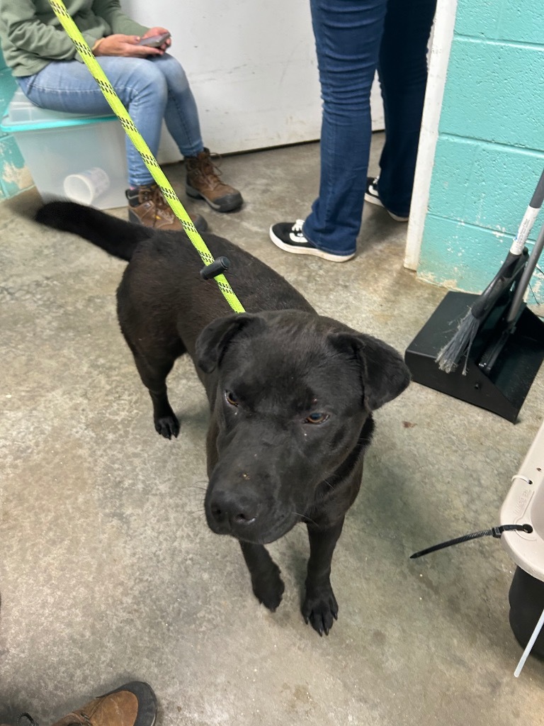 Spaghetti-Adoptable Awaiting S/N