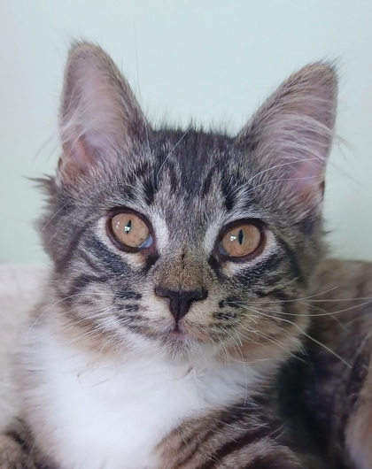 Ember