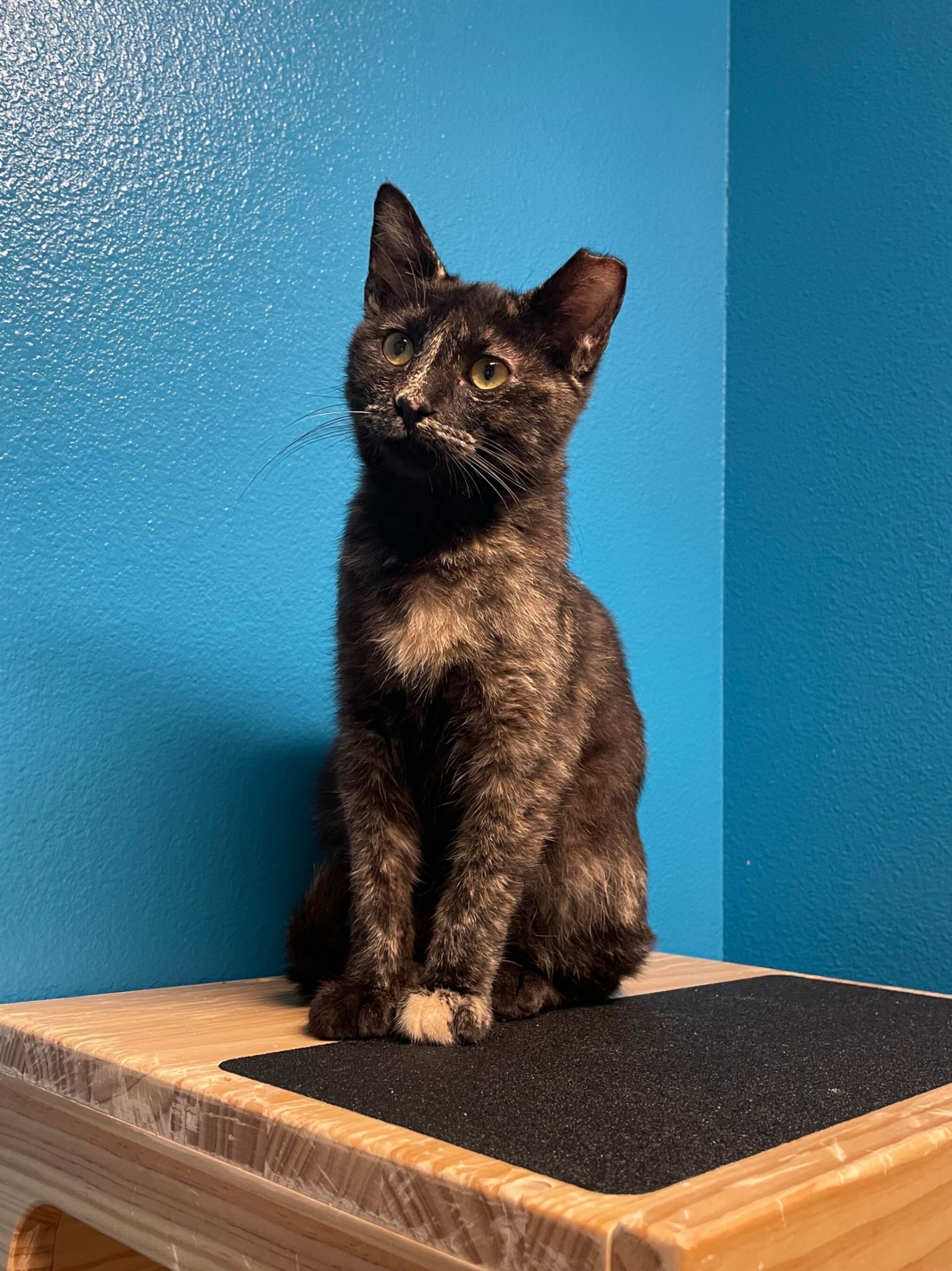 Fernanda, an adoptable Domestic Short Hair in Fort Collins, CO, 80524 | Photo Image 1