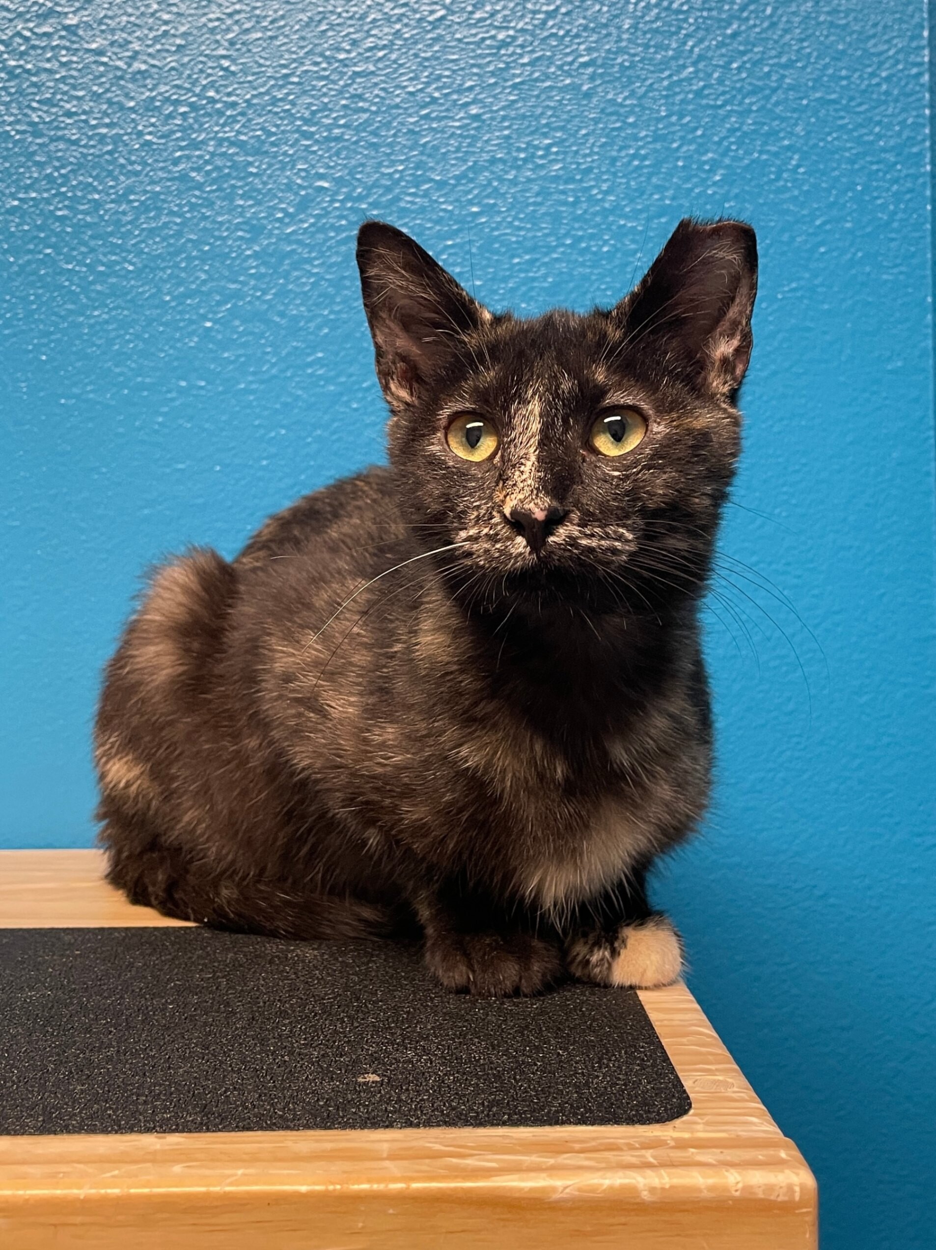 Fernanda, an adoptable Domestic Short Hair in Fort Collins, CO, 80524 | Photo Image 2