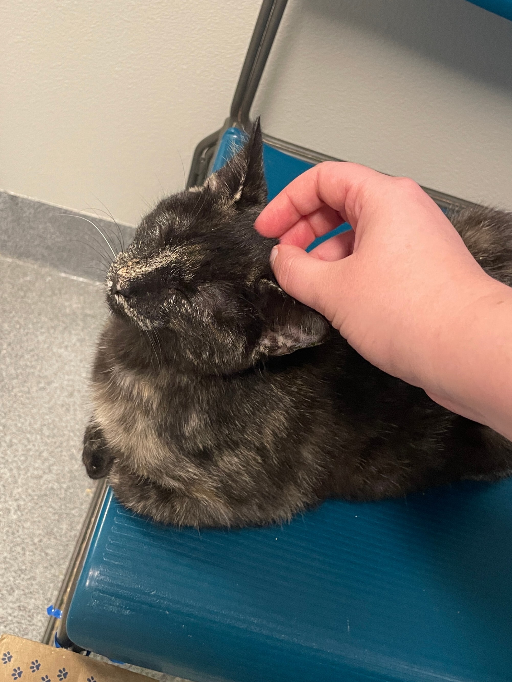 Fernanda, an adoptable Domestic Short Hair in Fort Collins, CO, 80524 | Photo Image 2