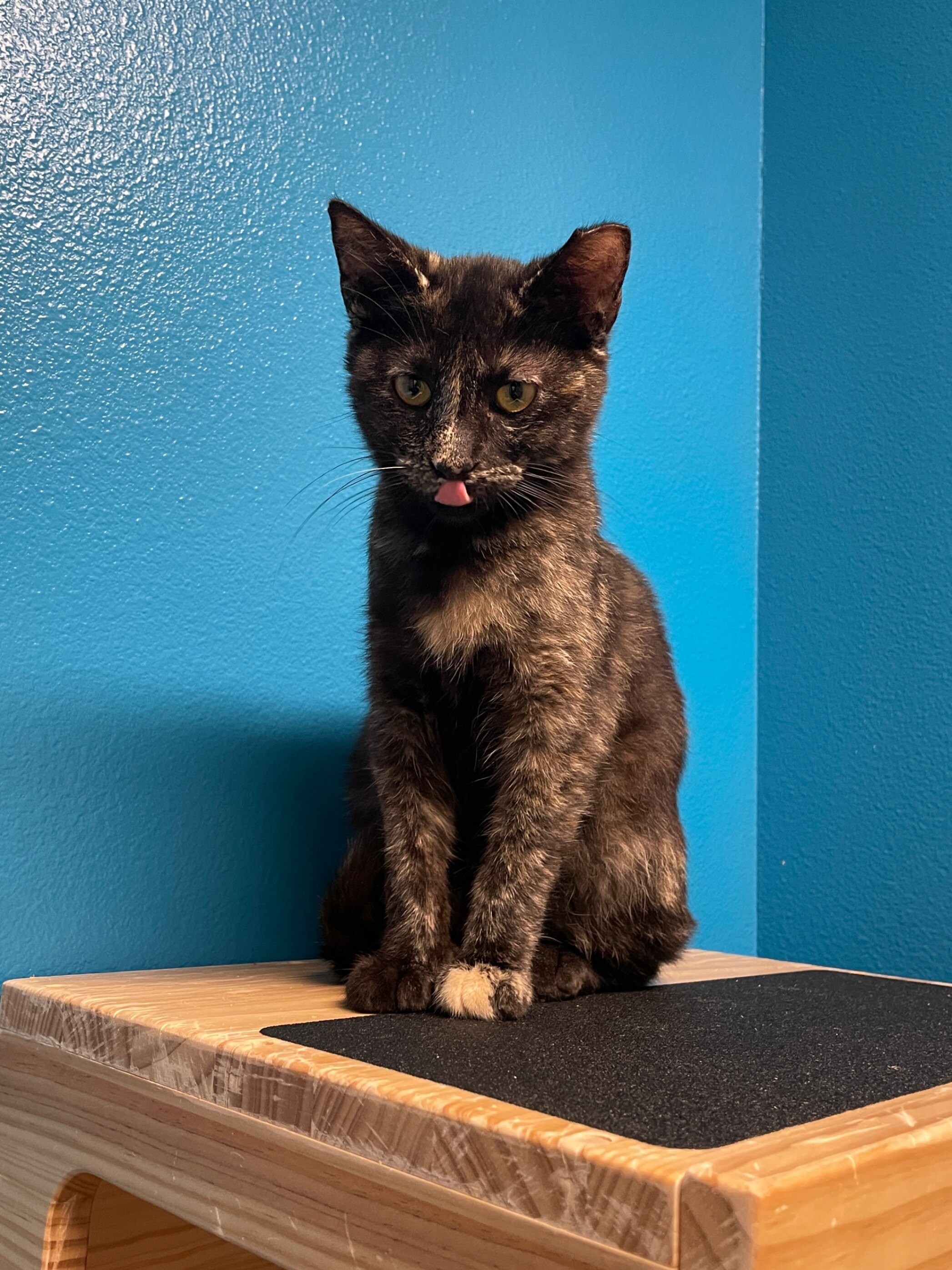 Fernanda, an adoptable Domestic Short Hair in Fort Collins, CO, 80524 | Photo Image 3