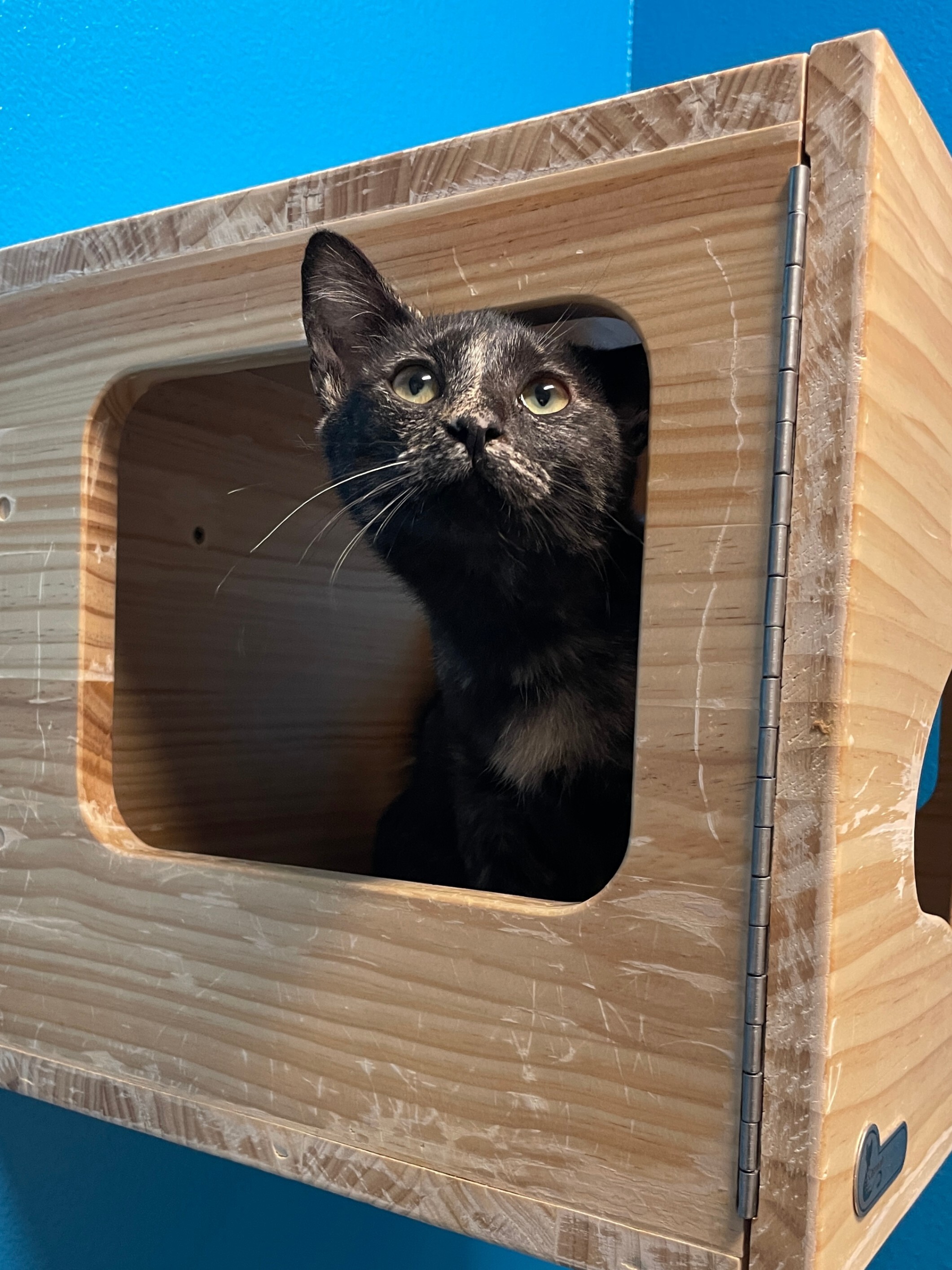 Fernanda, an adoptable Domestic Short Hair in Fort Collins, CO, 80524 | Photo Image 4