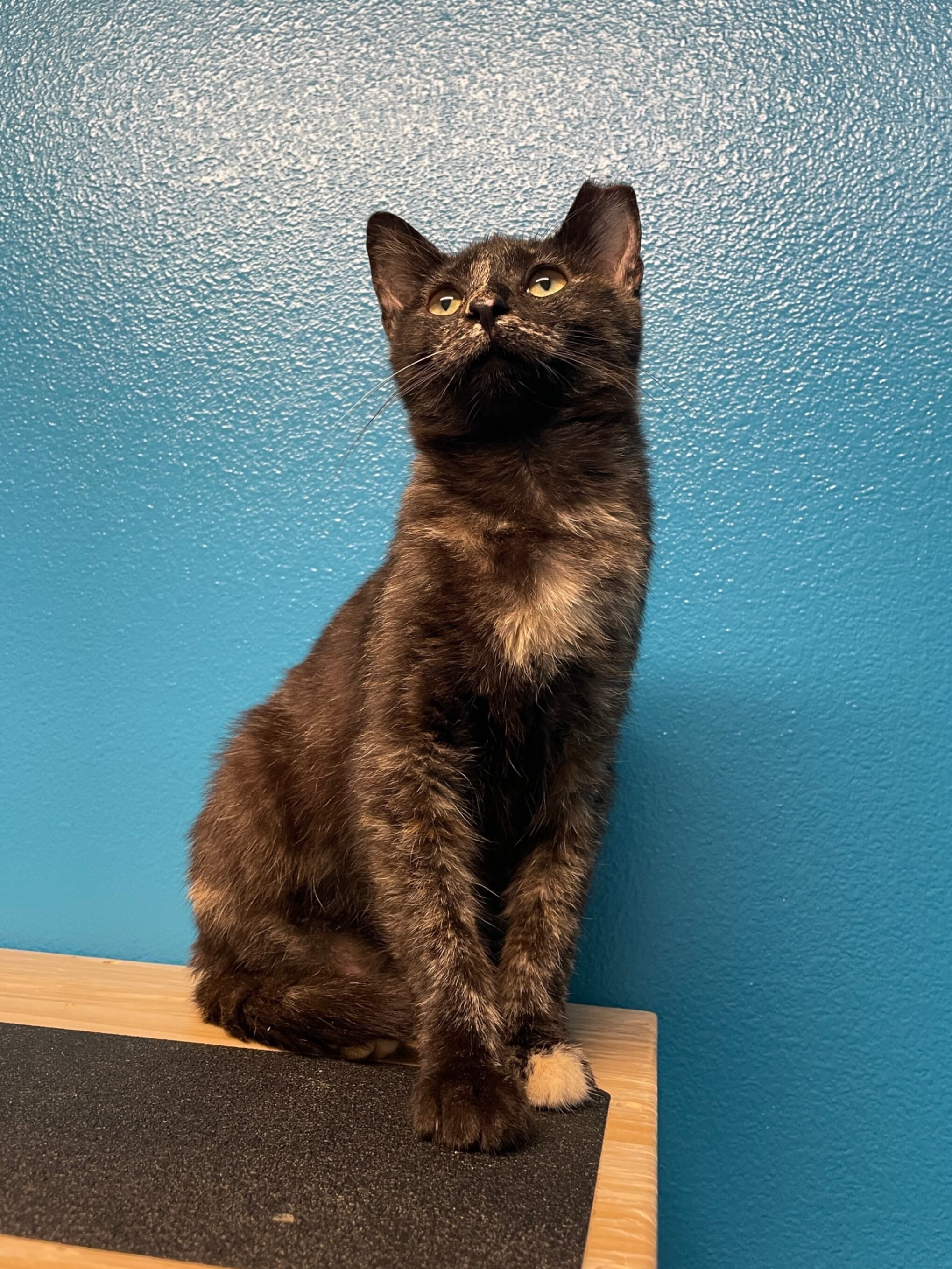 Fernanda, an adoptable Domestic Short Hair in Fort Collins, CO, 80524 | Photo Image 5