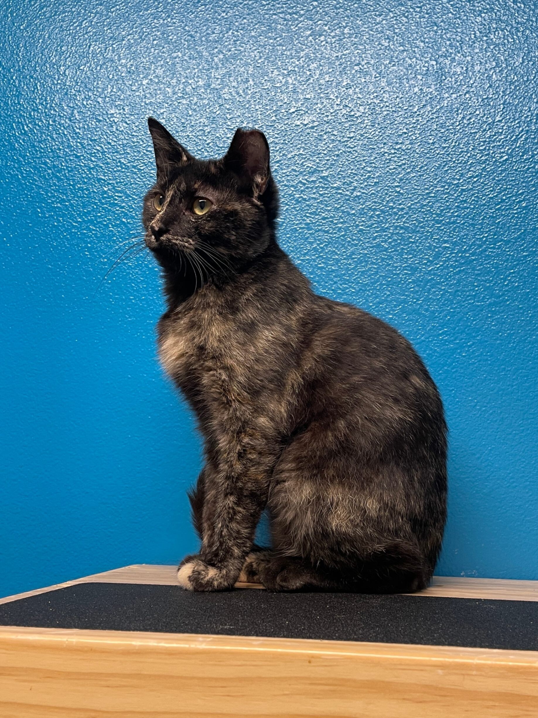 Fernanda, an adoptable Domestic Short Hair in Fort Collins, CO, 80524 | Photo Image 6