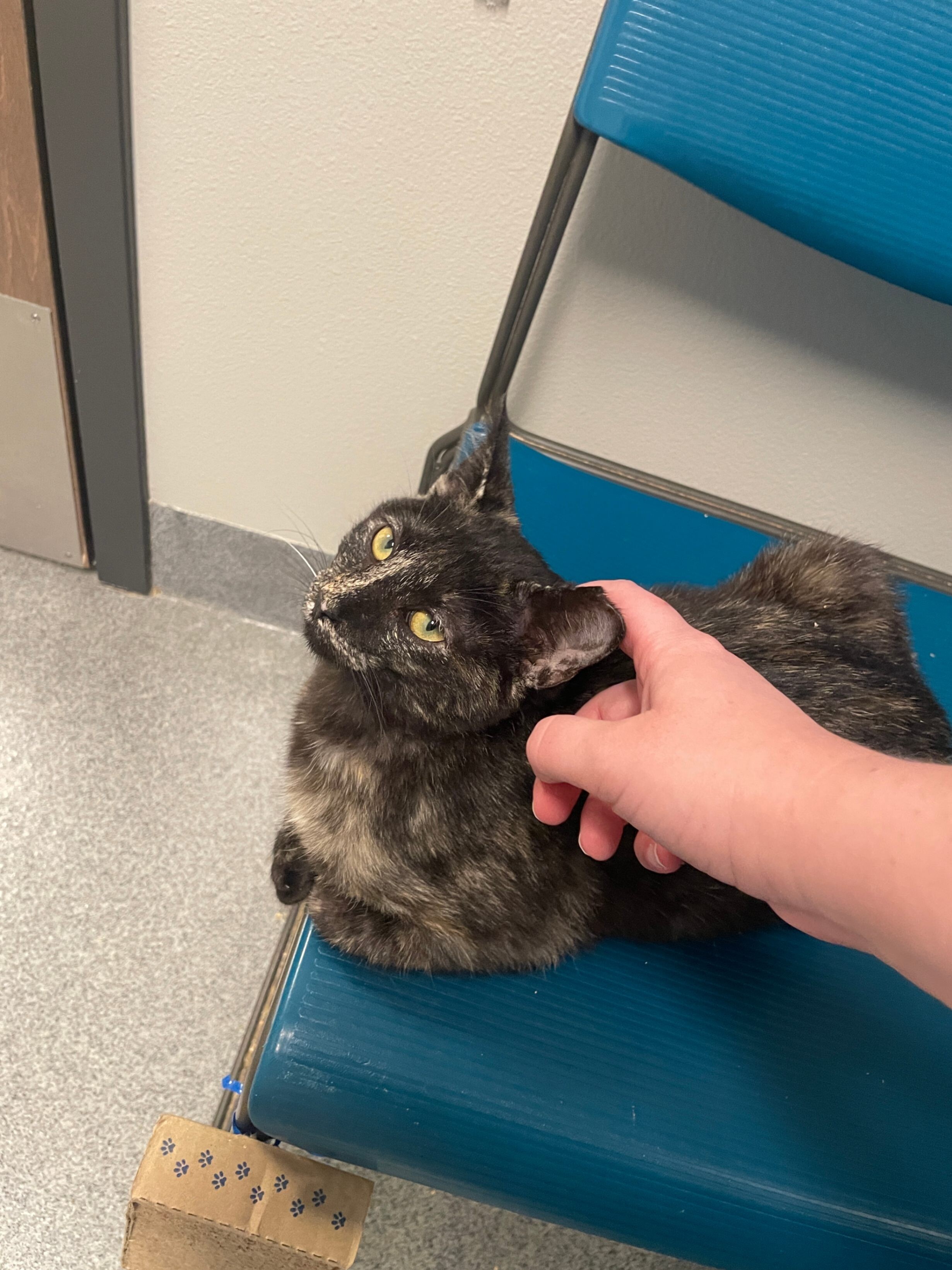 Fernanda, an adoptable Domestic Short Hair in Fort Collins, CO, 80524 | Photo Image 6