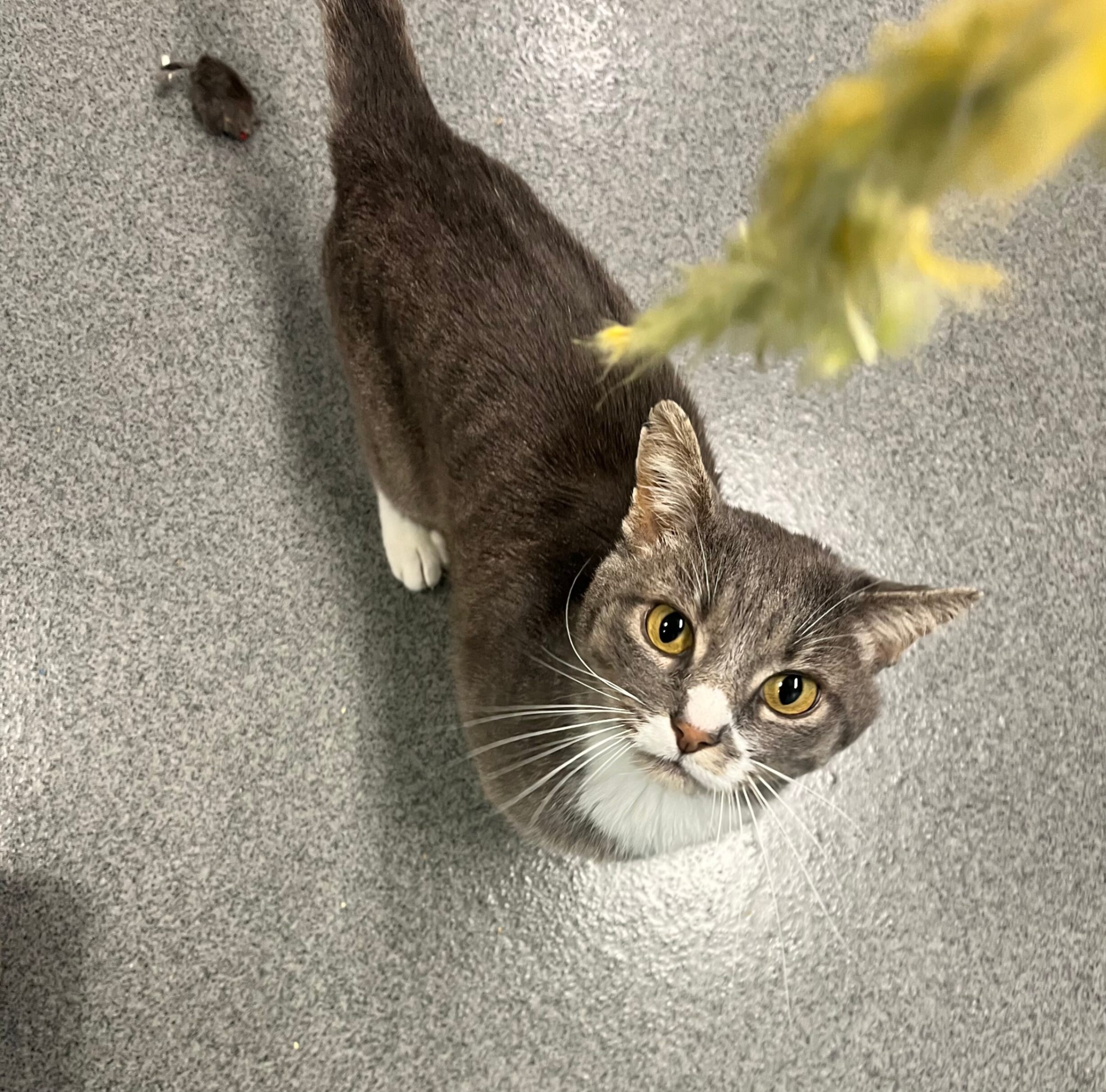 Ollie, an adoptable Domestic Short Hair in Fort Collins, CO, 80524 | Photo Image 1