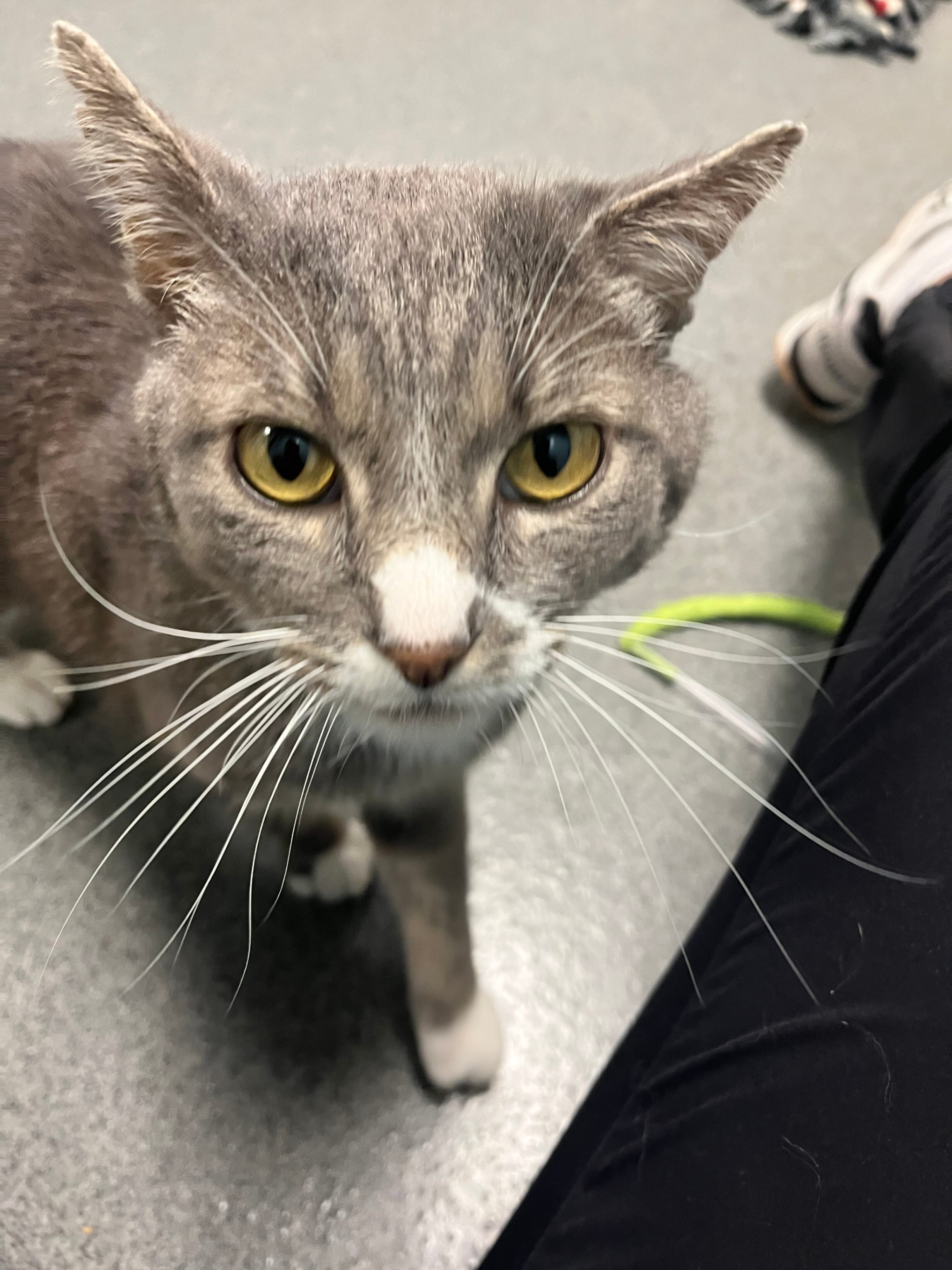 Ollie, an adoptable Domestic Short Hair in Fort Collins, CO, 80524 | Photo Image 2