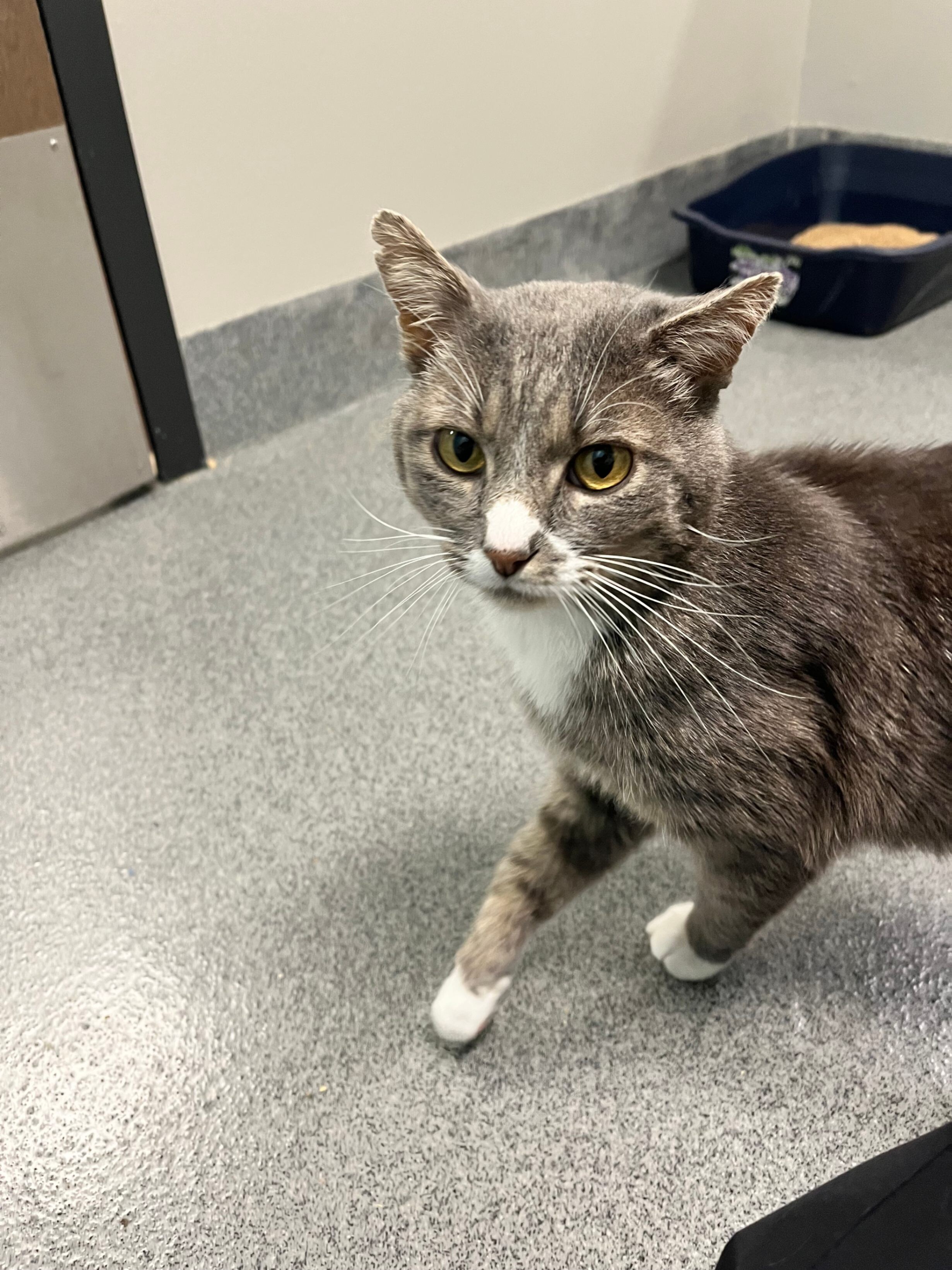 Ollie, an adoptable Domestic Short Hair in Fort Collins, CO, 80524 | Photo Image 3