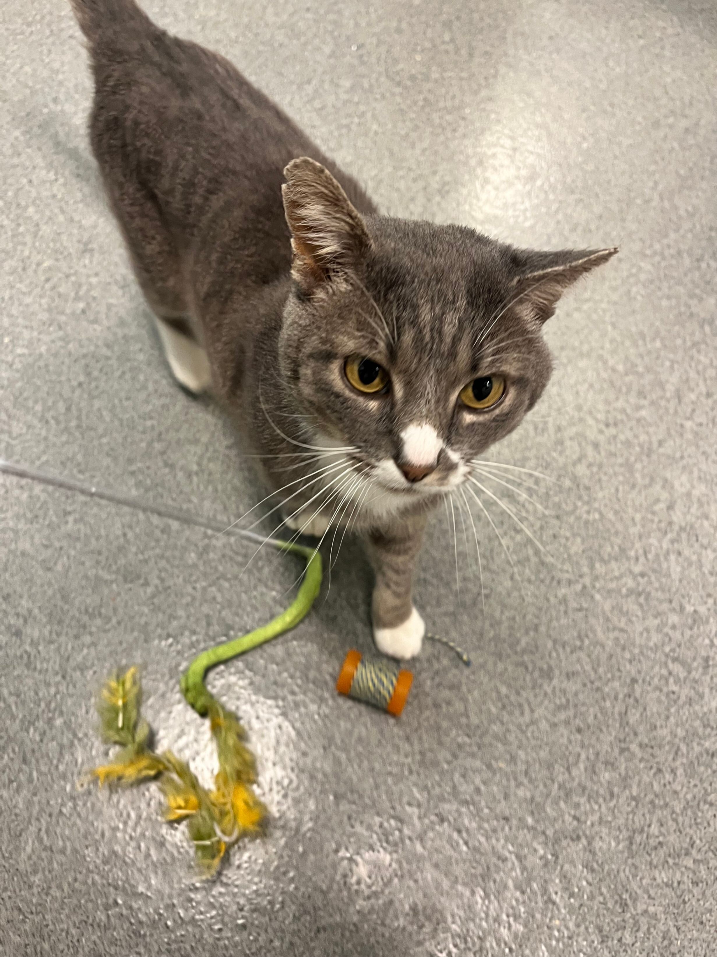 Ollie, an adoptable Domestic Short Hair in Fort Collins, CO, 80524 | Photo Image 4