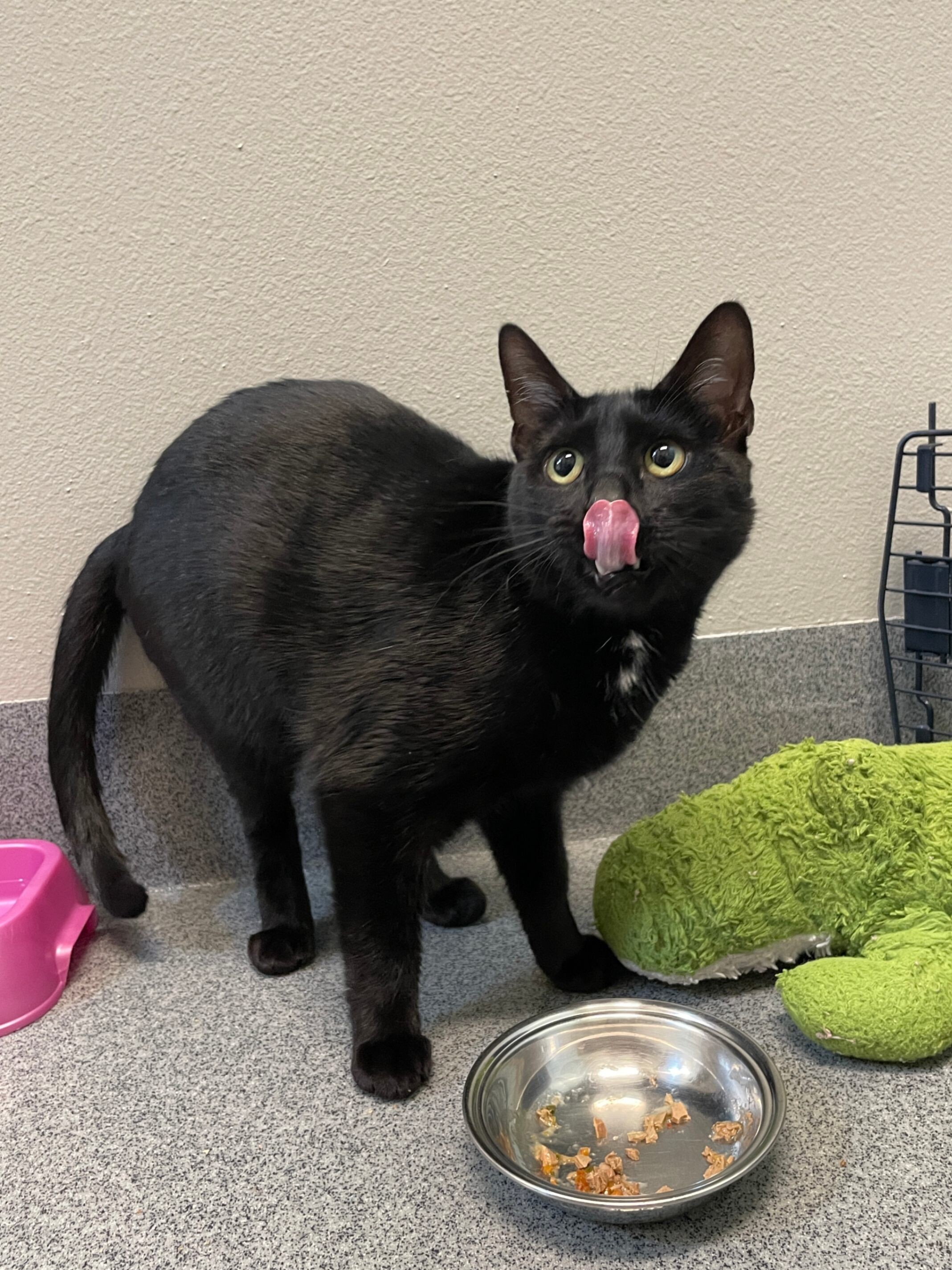 Purple, an adoptable Domestic Short Hair in Fort Collins, CO, 80524 | Photo Image 1