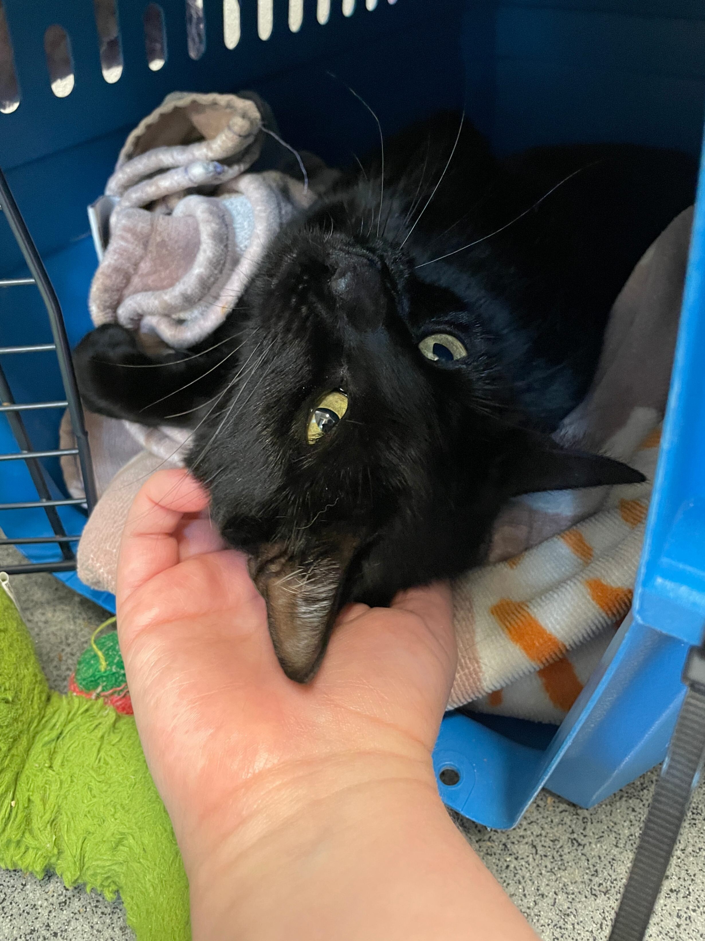 Purple, an adoptable Domestic Short Hair in Fort Collins, CO, 80524 | Photo Image 3