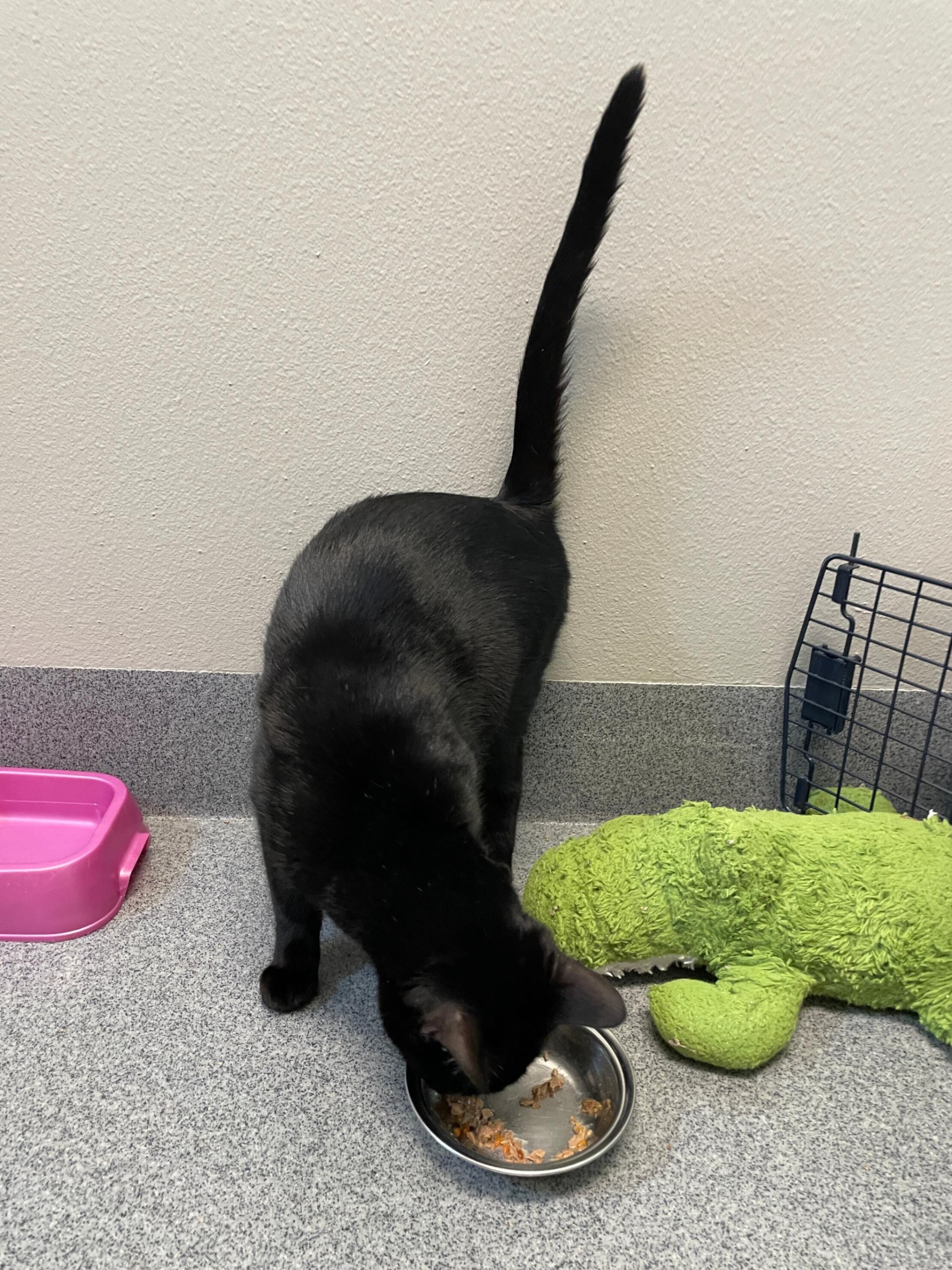Purple, an adoptable Domestic Short Hair in Fort Collins, CO, 80524 | Photo Image 4