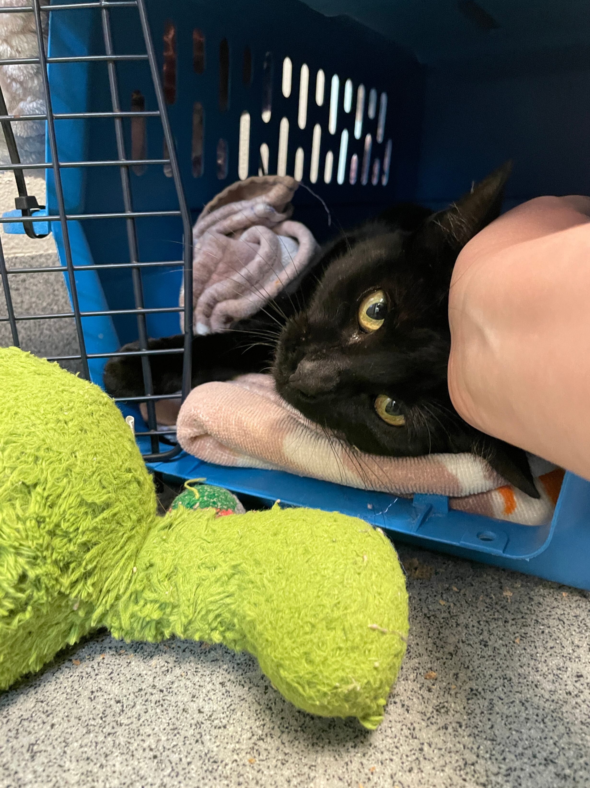 Purple, an adoptable Domestic Short Hair in Fort Collins, CO, 80524 | Photo Image 5