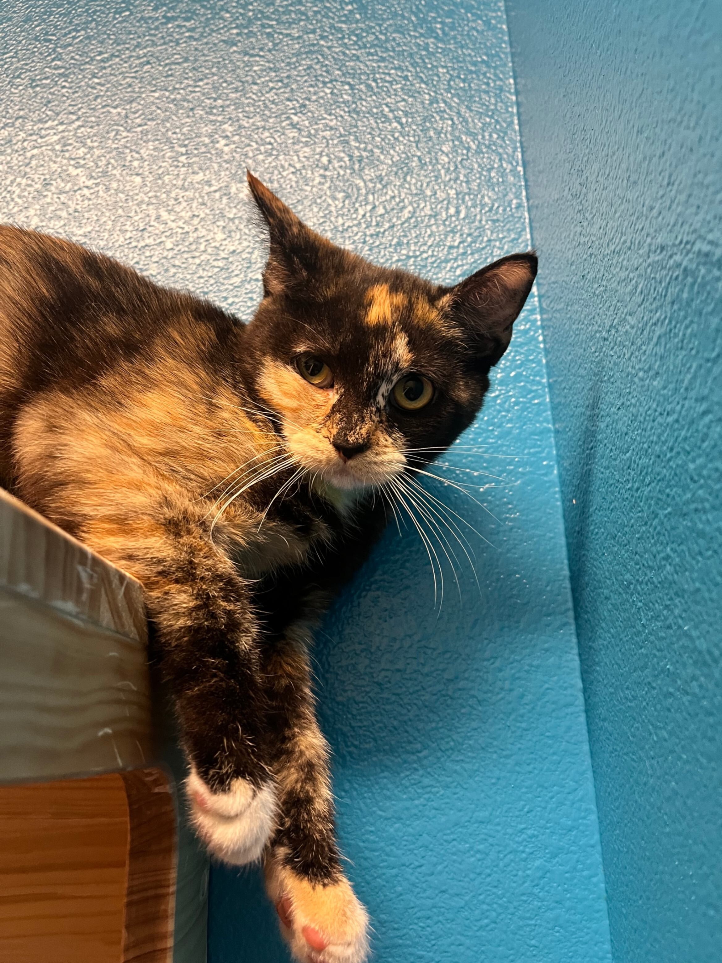 Frederica, an adoptable Domestic Short Hair in Fort Collins, CO, 80524 | Photo Image 1