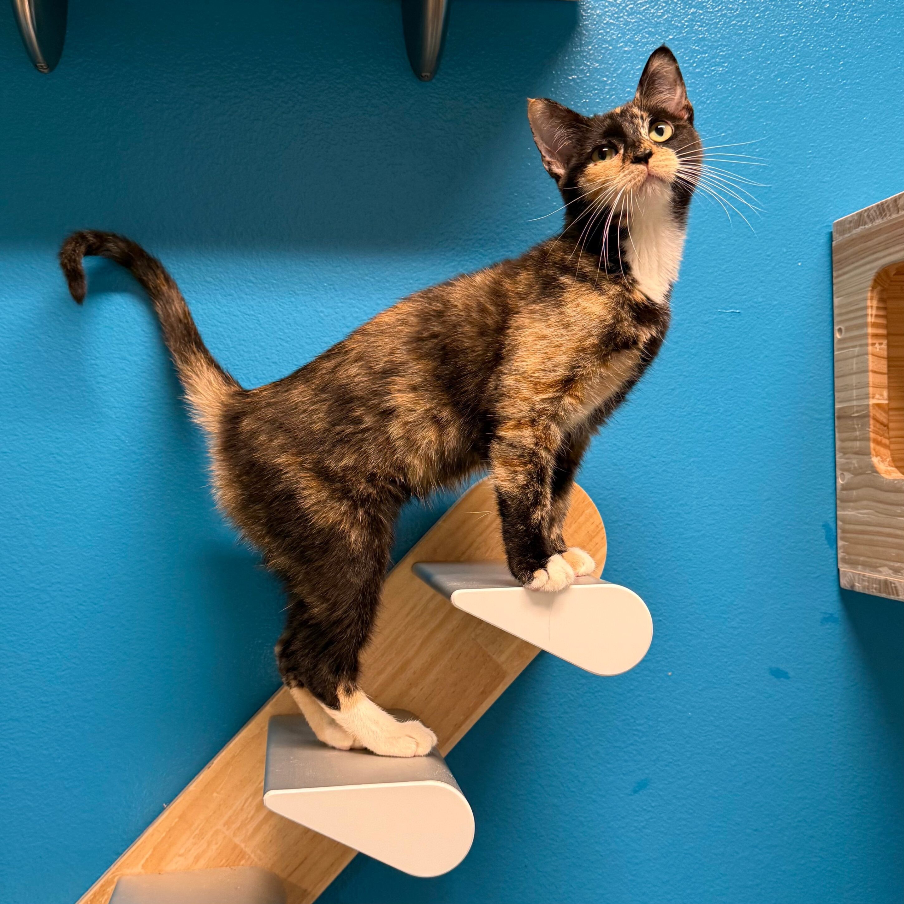 Frederica, an adoptable Domestic Short Hair in Fort Collins, CO, 80524 | Photo Image 1