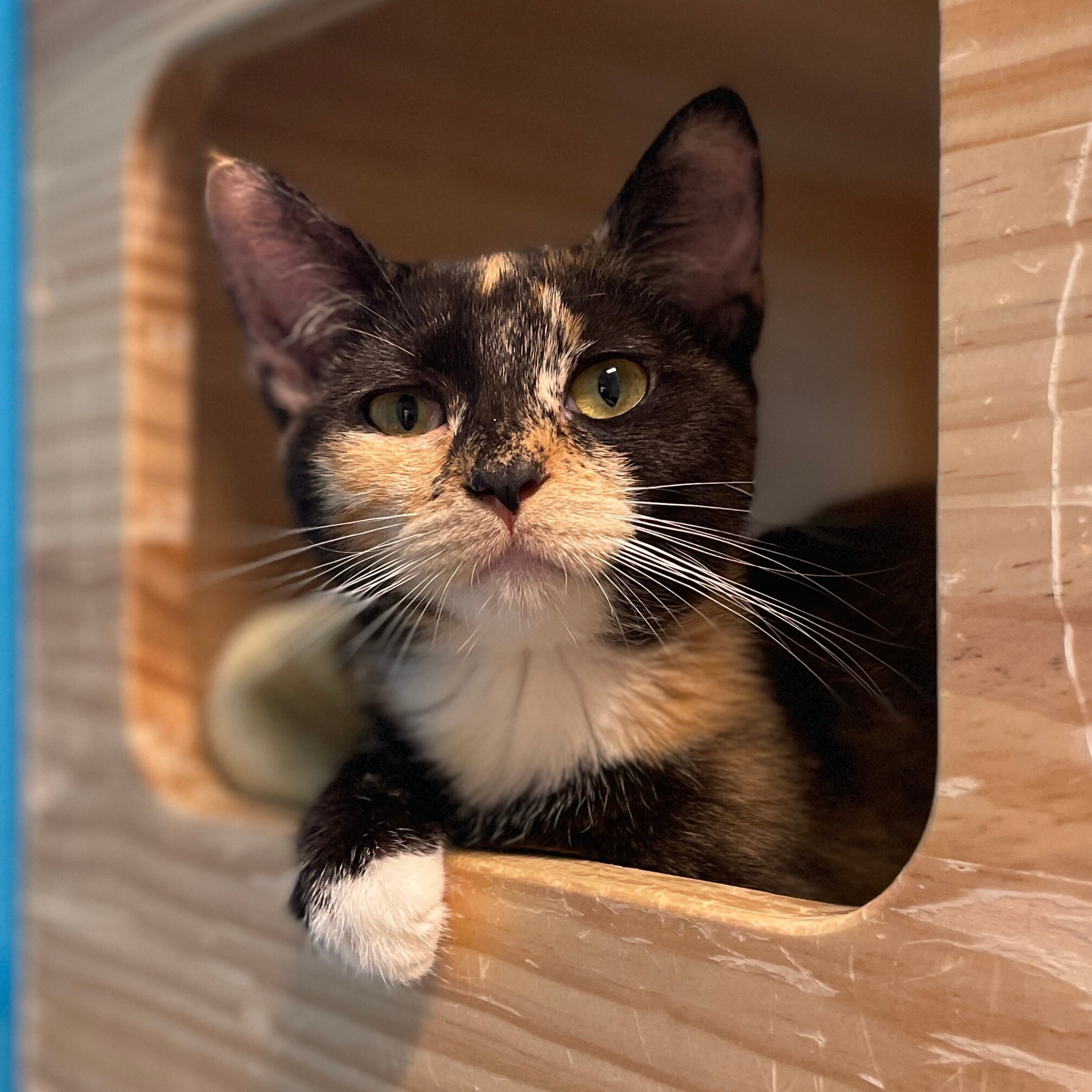 Frederica, an adoptable Domestic Short Hair in Fort Collins, CO, 80524 | Photo Image 2