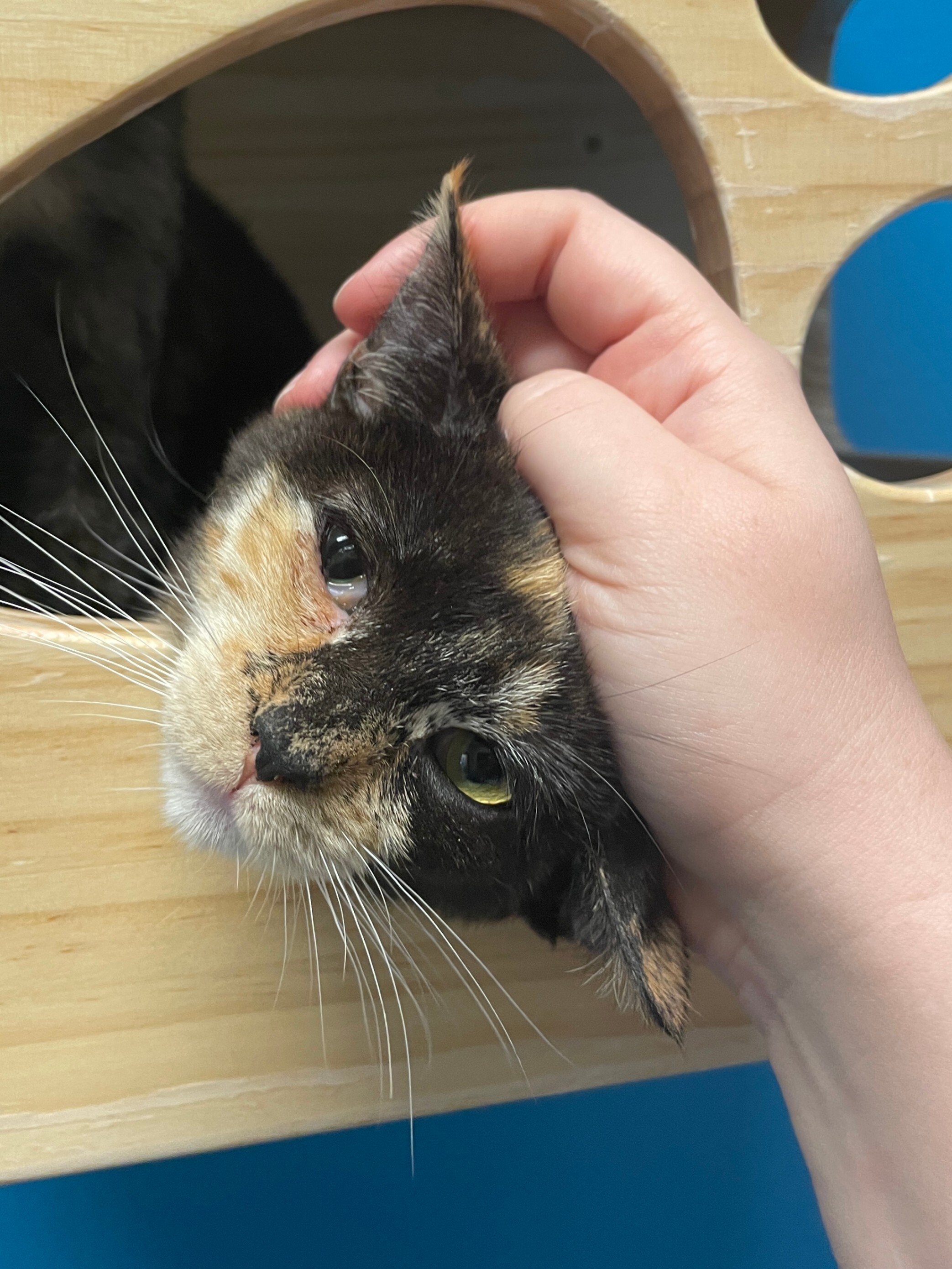 Frederica, an adoptable Domestic Short Hair in Fort Collins, CO, 80524 | Photo Image 3