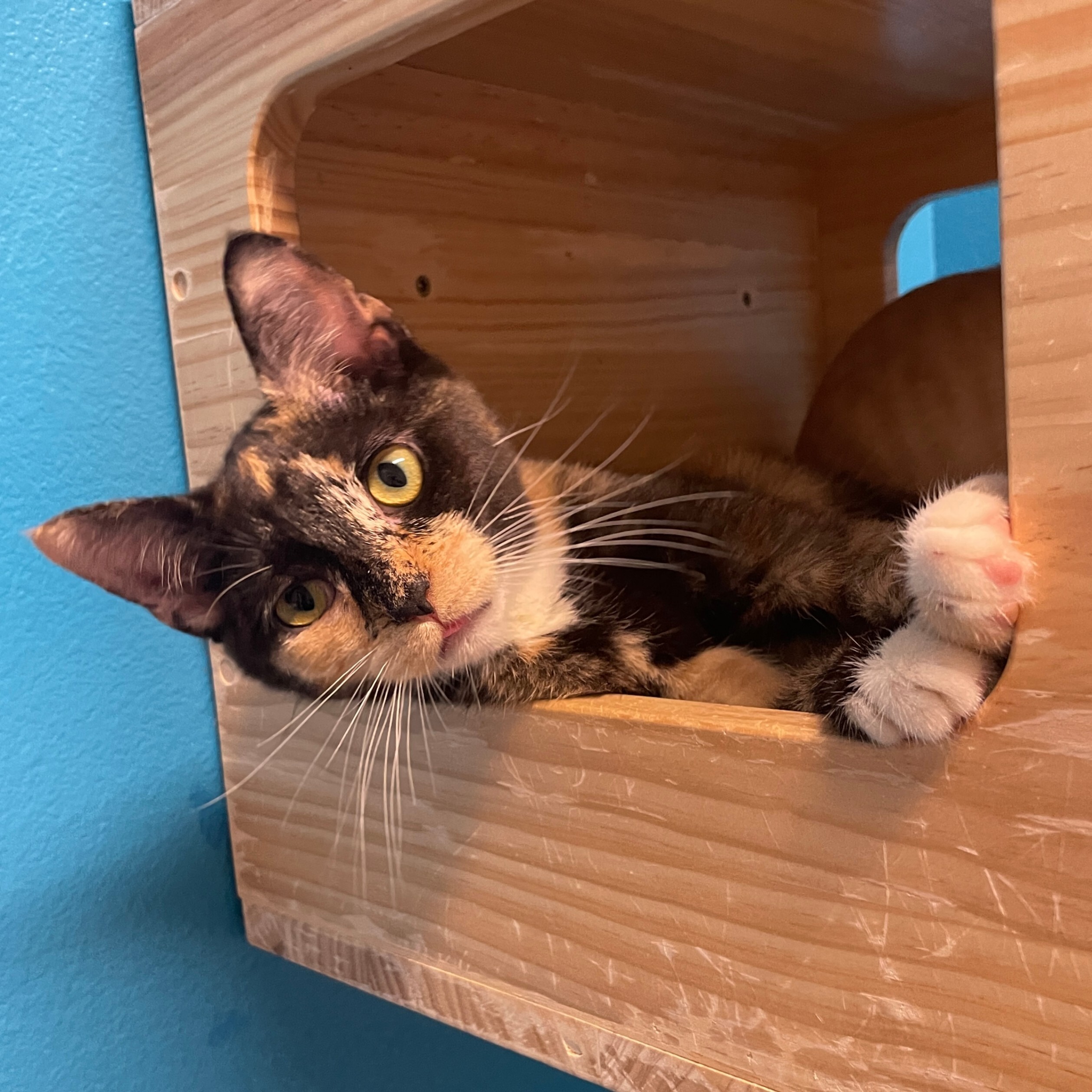 Frederica, an adoptable Domestic Short Hair in Fort Collins, CO, 80524 | Photo Image 3