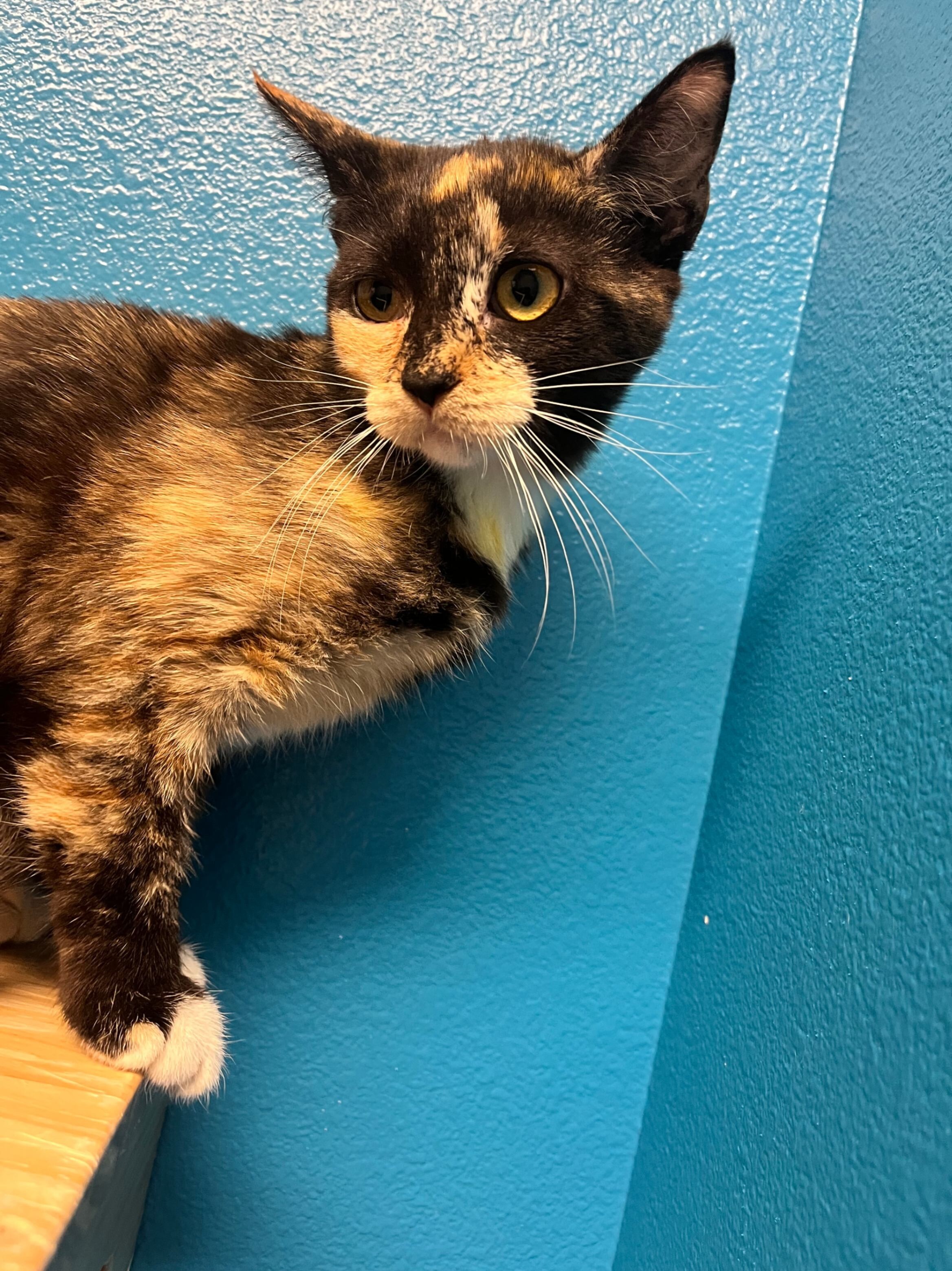 Frederica, an adoptable Domestic Short Hair in Fort Collins, CO, 80524 | Photo Image 4