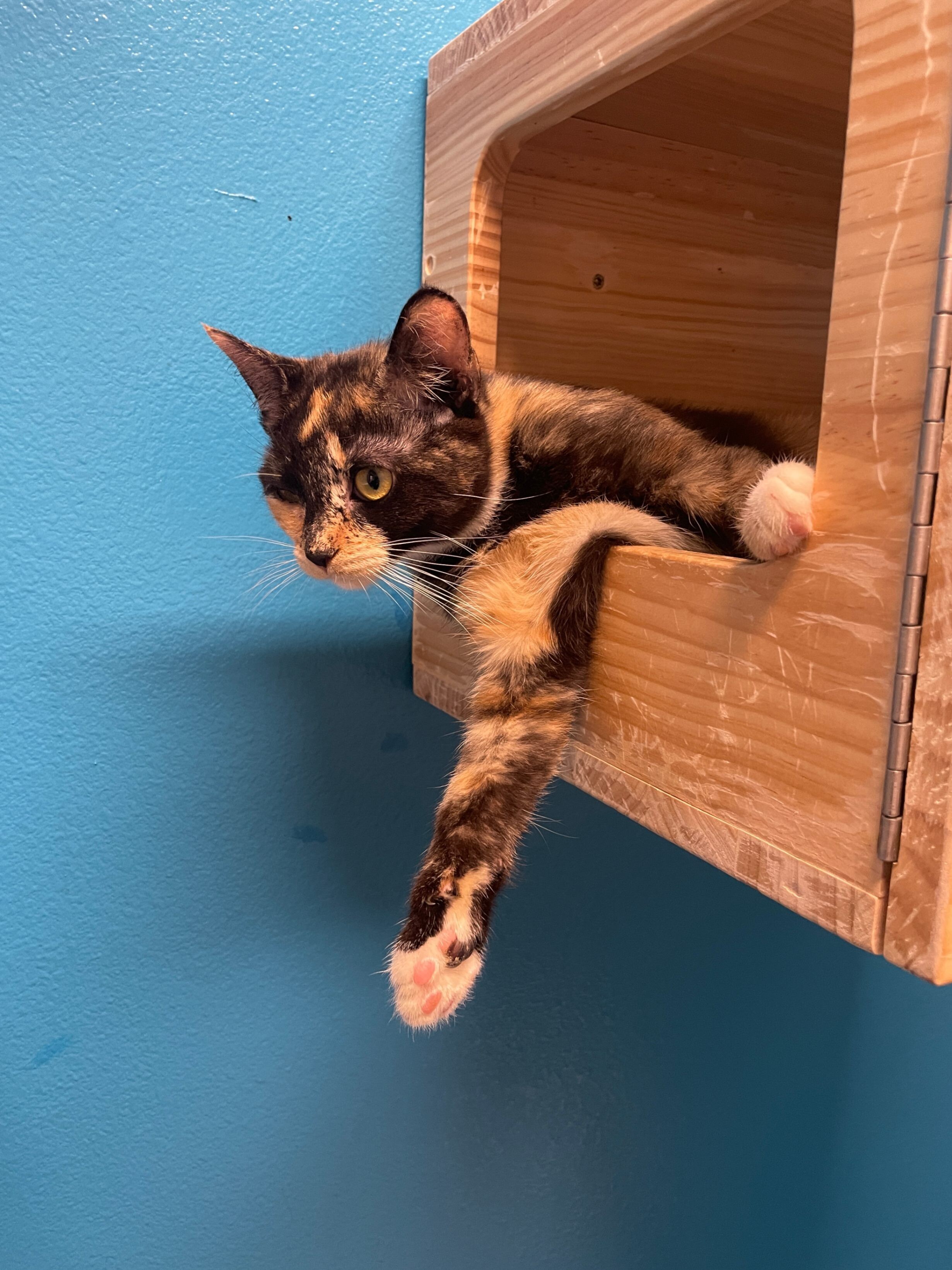 Frederica, an adoptable Domestic Short Hair in Fort Collins, CO, 80524 | Photo Image 4