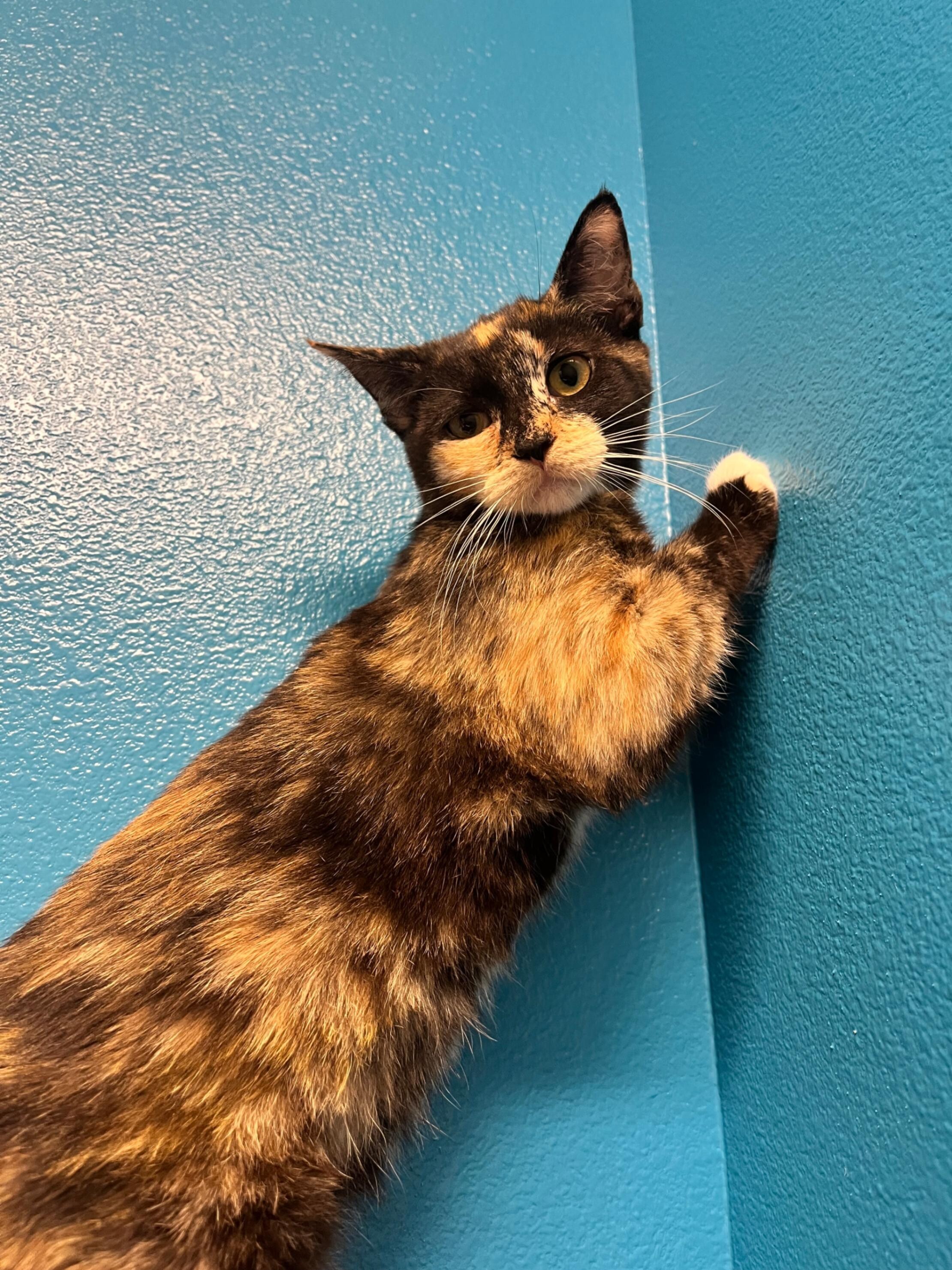 Frederica, an adoptable Domestic Short Hair in Fort Collins, CO, 80524 | Photo Image 5