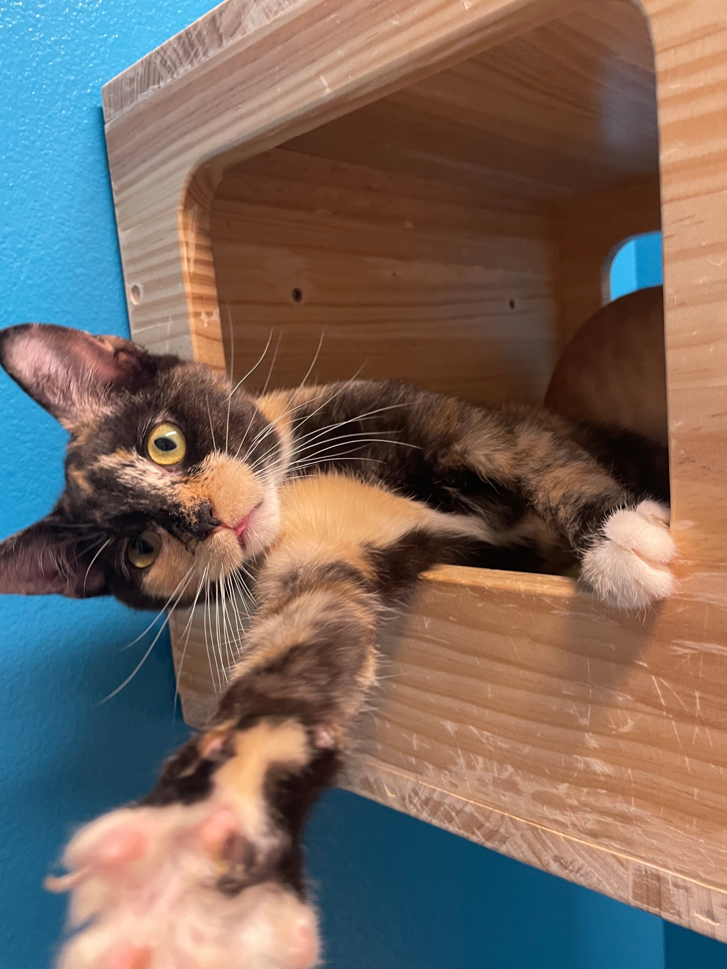 Frederica, an adoptable Domestic Short Hair in Fort Collins, CO, 80524 | Photo Image 5