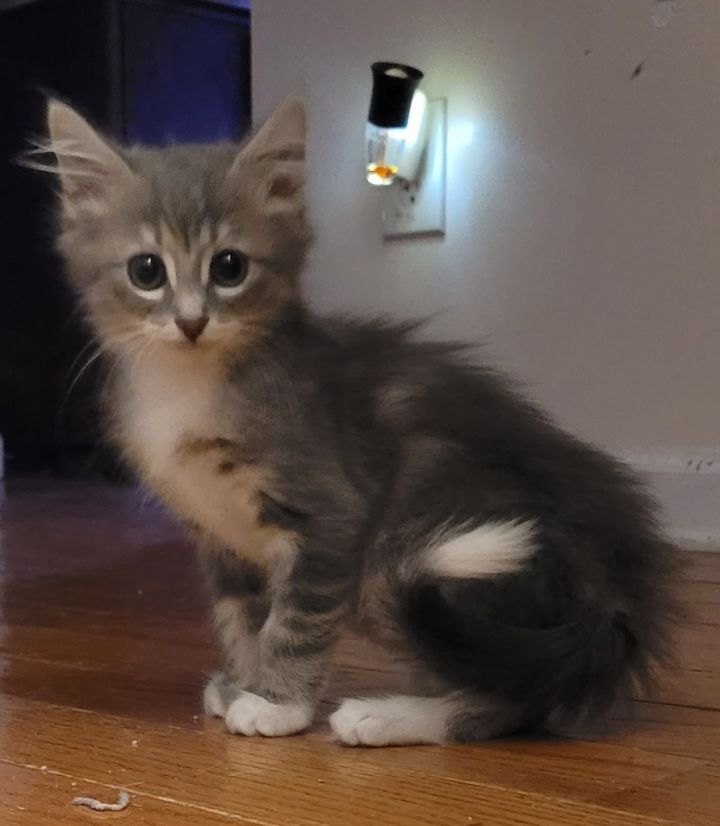 Nimbus 1