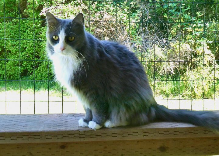 Little Gray 1