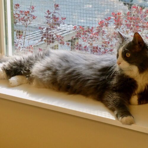 Little Gray 2