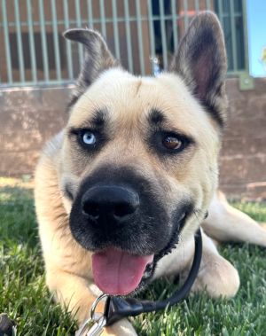 Kai - Foster or Adopt Me!