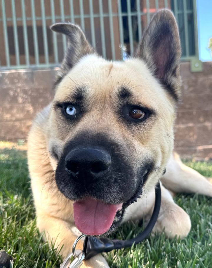 Kai - Foster or Adopt Me! 1