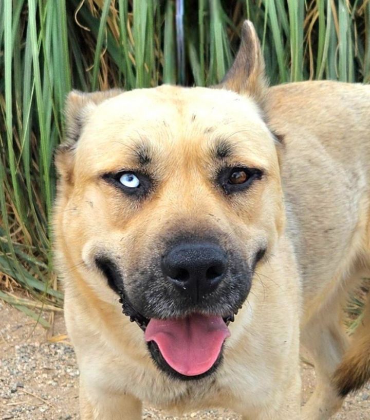 Kai - Foster or Adopt Me! 2