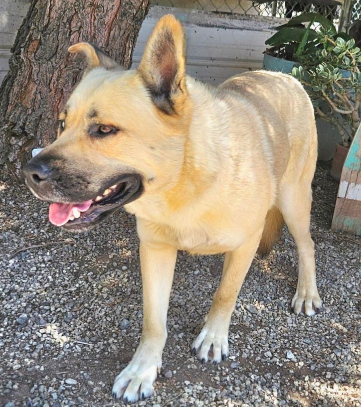 Kai - Foster or Adopt Me! 3