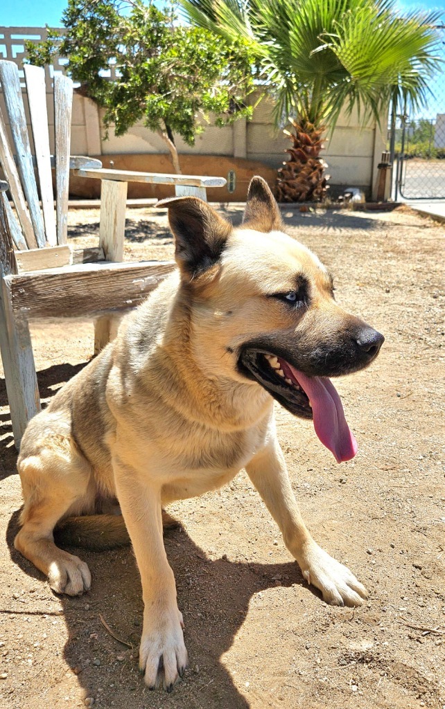 Kai - Foster or Adopt Me! 4