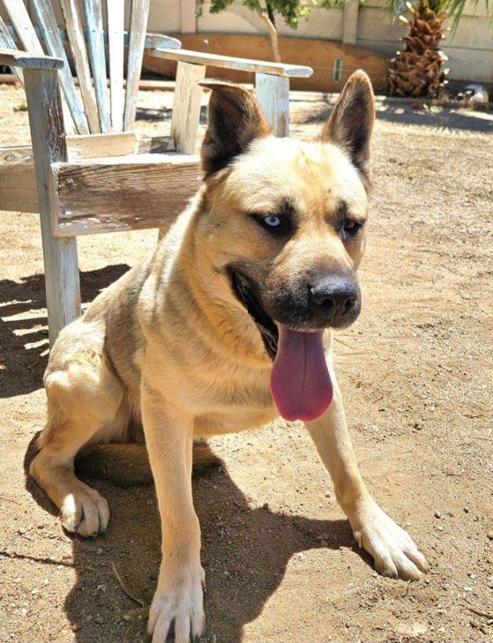 Kai - Foster or Adopt Me! 5