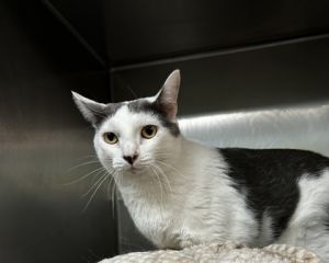 Kio, Adult Male Domestic Short Hair