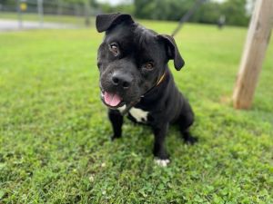 Zuko Pit Bull Terrier Dog