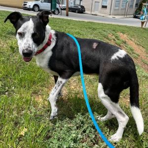 Koda, Adult Female unknown
