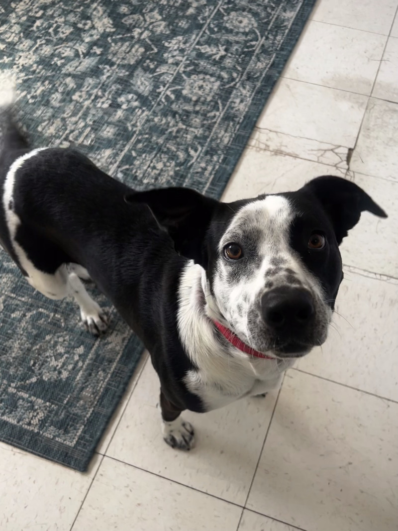 Koda