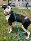 Koda photo 2