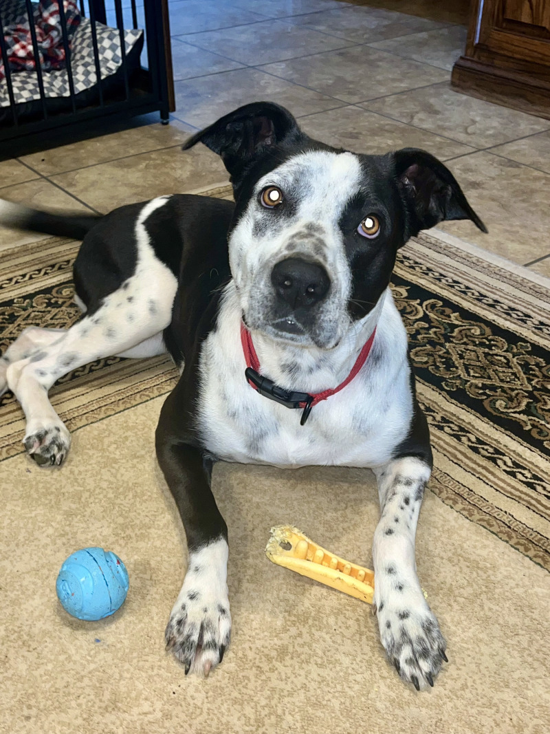 Koda