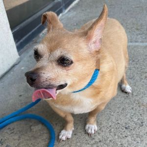 Jilly, Senior Female unknown