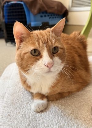 Ginger