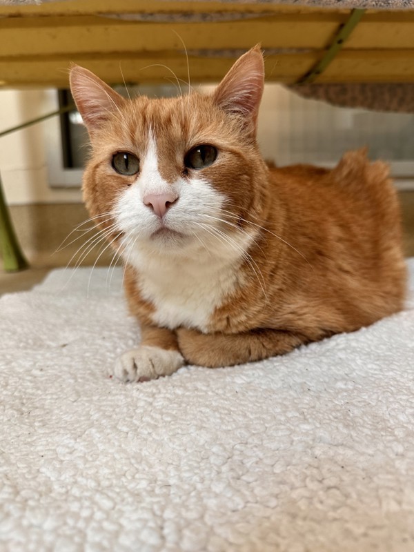 Ginger 2