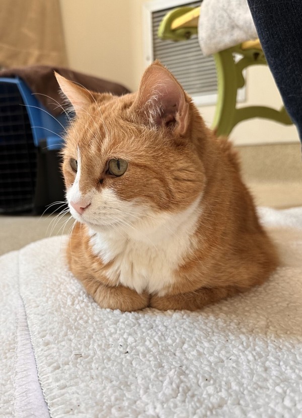 Ginger 3