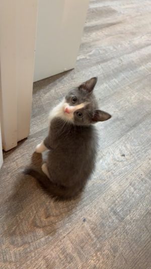 Melvin Domestic Short Hair Cat
