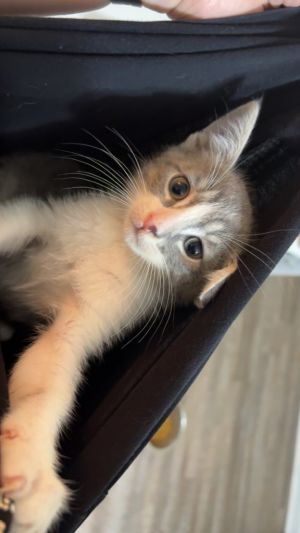Malachi Domestic Short Hair Cat
